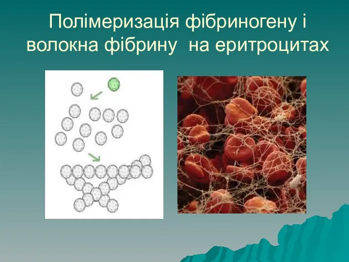 Полімеризація фібриногену і волокна фібрину на еритроцитах