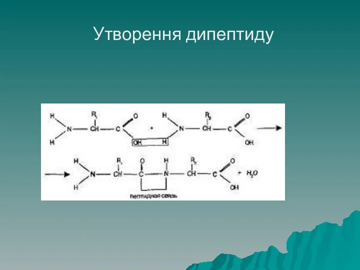 Утворення дипептиду