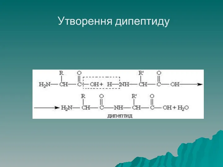 Утворення дипептиду