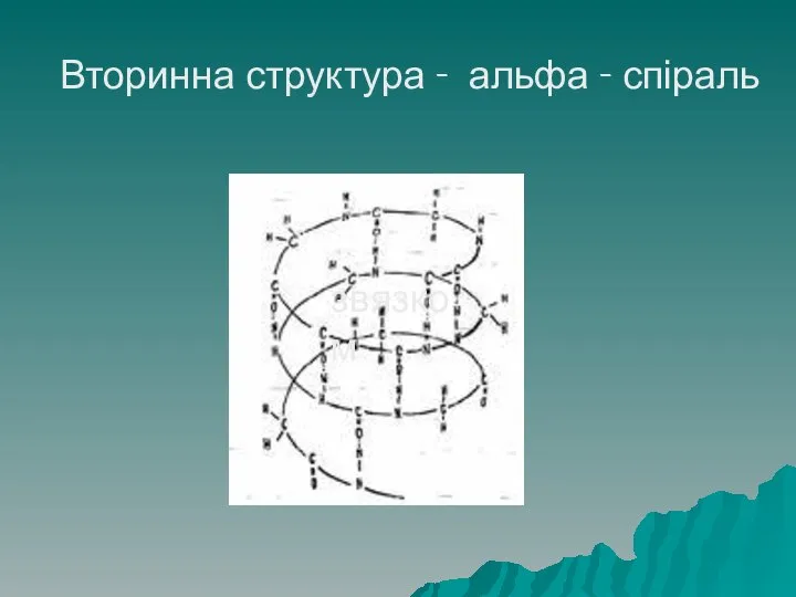 Вторинна структура - альфа - спіраль звязком