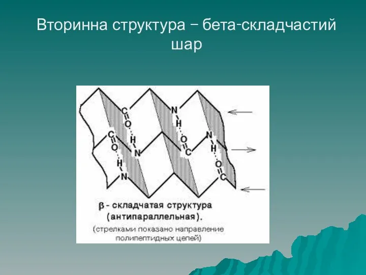 Вторинна структура – бета-складчастий шар