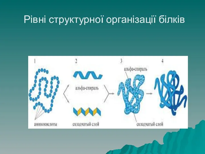 Рівні структурної організації білків