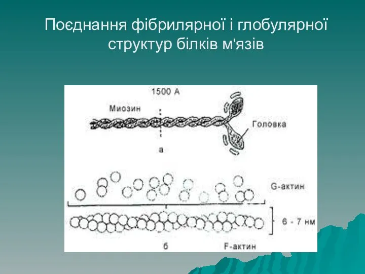 Поєднання фібрилярної і глобулярної структур білків м'язів