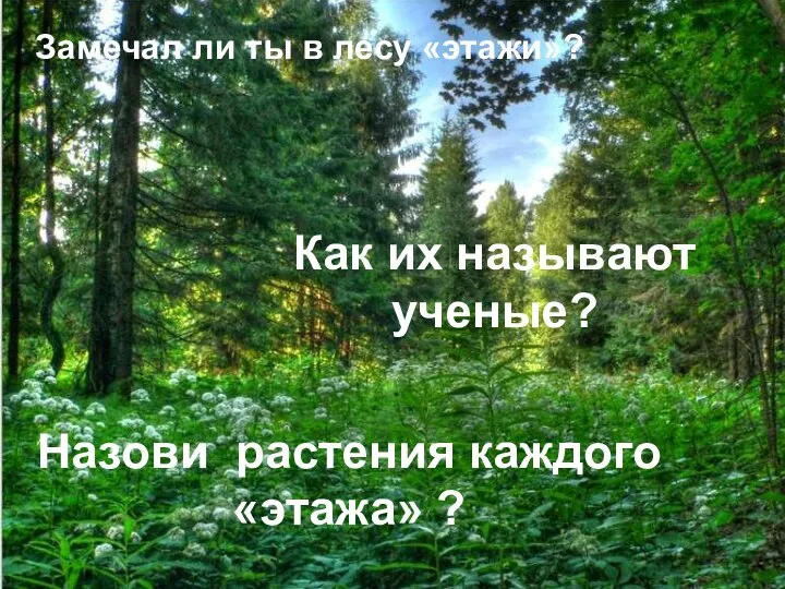 Замечал ли ты в лесу «этажи»? Замечал ли ты в лесу