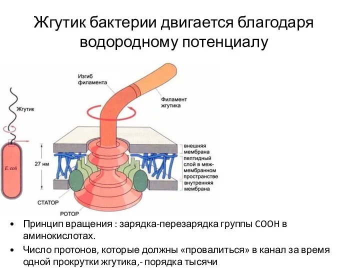 Жгутик бактерии двигается благодаря водородному потенциалу Принцип вращения : зарядка-перезарядка группы