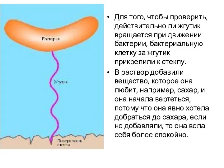 Для того, чтобы проверить, действительно ли жгутик вращается при движении бактерии,