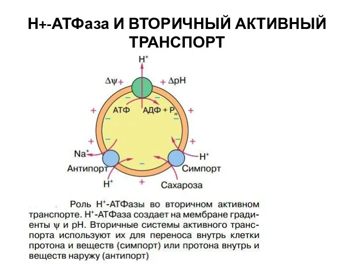 Н+-АТФаза И ВТОРИЧНЫЙ АКТИВНЫЙ ТРАНСПОРТ