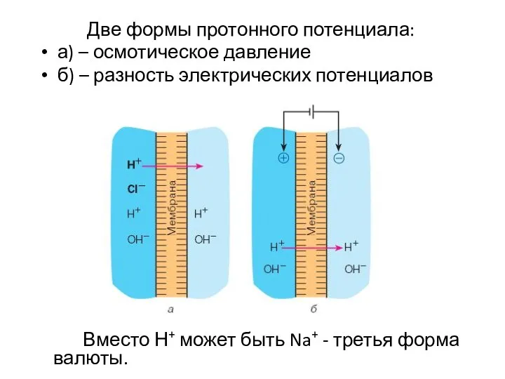 Две формы протонного потенциала: а) – осмотическое давление б) – разность