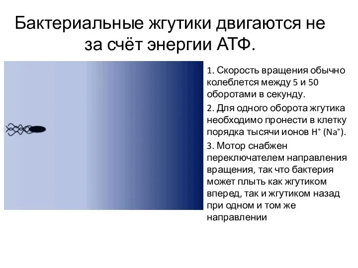 Бактериальные жгутики двигаются не за счёт энергии АТФ. 1. Скорость вращения