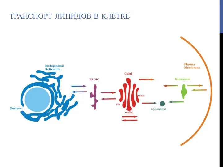 ТРАНСПОРТ ЛИПИДОВ В КЛЕТКЕ