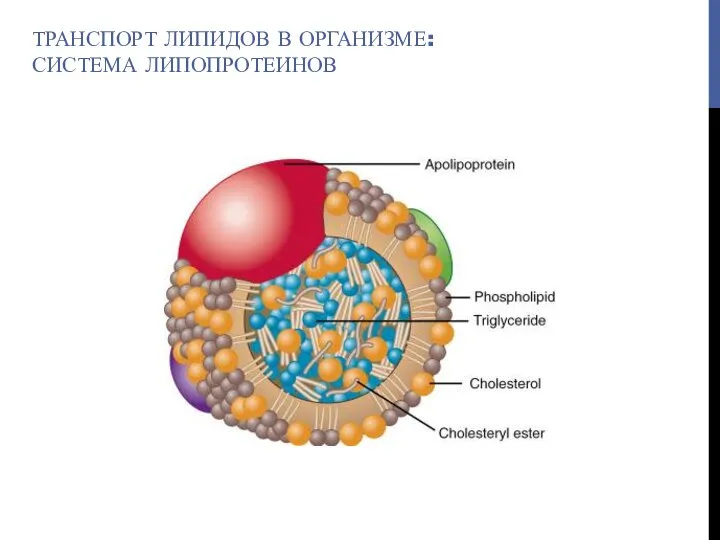 ТРАНСПОРТ ЛИПИДОВ В ОРГАНИЗМЕ: СИСТЕМА ЛИПОПРОТЕИНОВ