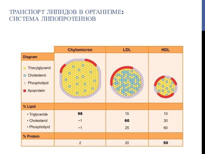 ТРАНСПОРТ ЛИПИДОВ В ОРГАНИЗМЕ: СИСТЕМА ЛИПОПРОТЕИНОВ