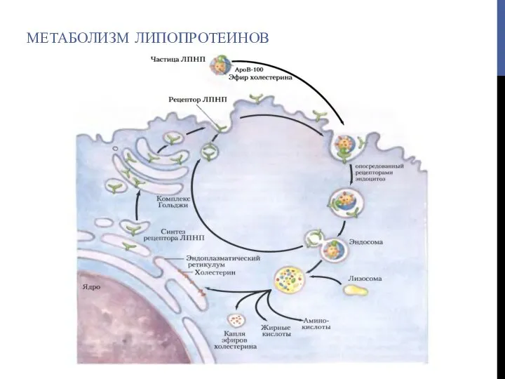 МЕТАБОЛИЗМ ЛИПОПРОТЕИНОВ