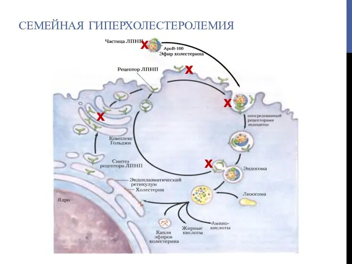 СЕМЕЙНАЯ ГИПЕРХОЛЕСТЕРОЛЕМИЯ х х х х х