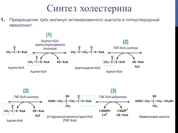 Превращение трёх молекул активированного ацетата в пятиуглеродный мевалонат. Синтез холестерина