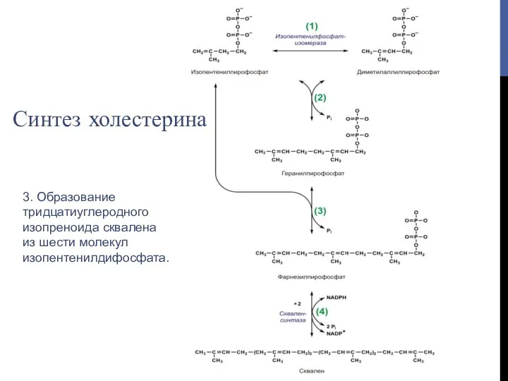 3. Образование тридцатиуглеродного изопреноида сквалена из шести молекул изопентенилдифосфата. Синтез холестерина