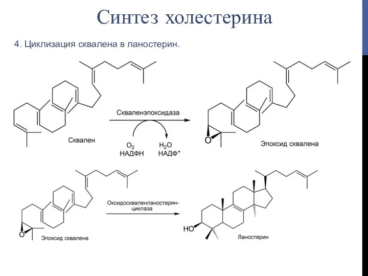 4. Циклизация сквалена в ланостерин. Синтез холестерина