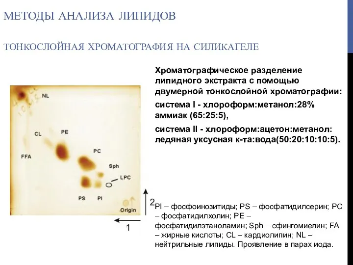 МЕТОДЫ АНАЛИЗА ЛИПИДОВ ТОНКОСЛОЙНАЯ ХРОМАТОГРАФИЯ НА СИЛИКАГЕЛЕ Хроматографическое разделение липидного экстракта