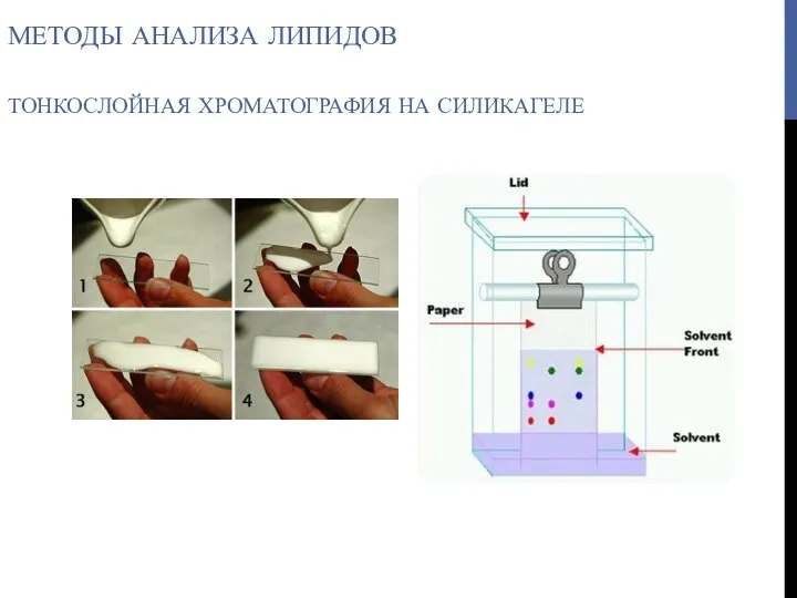 МЕТОДЫ АНАЛИЗА ЛИПИДОВ ТОНКОСЛОЙНАЯ ХРОМАТОГРАФИЯ НА СИЛИКАГЕЛЕ