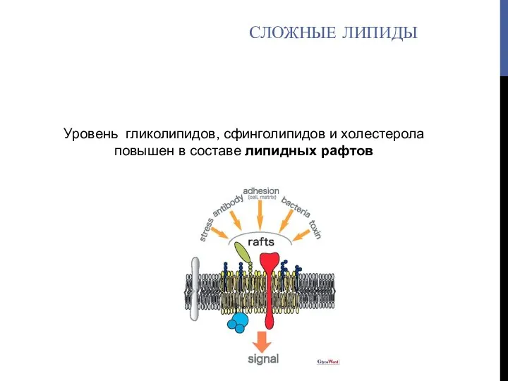 Уровень гликолипидов, сфинголипидов и холестерола повышен в составе липидных рафтов СЛОЖНЫЕ ЛИПИДЫ