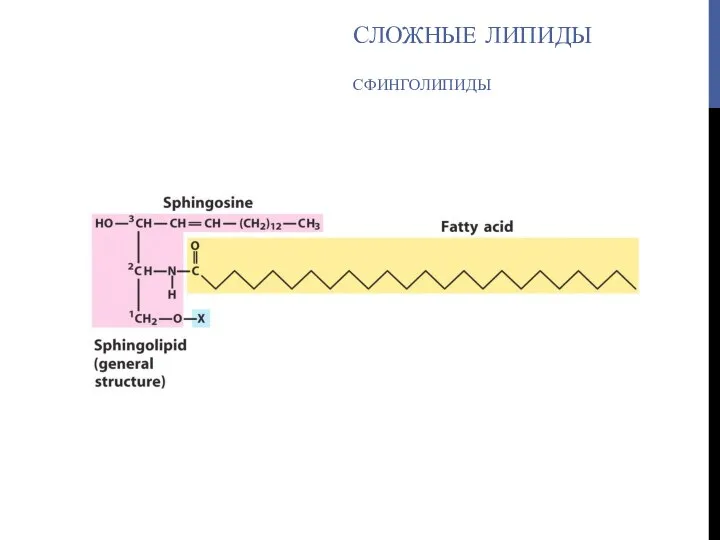 СЛОЖНЫЕ ЛИПИДЫ СФИНГОЛИПИДЫ