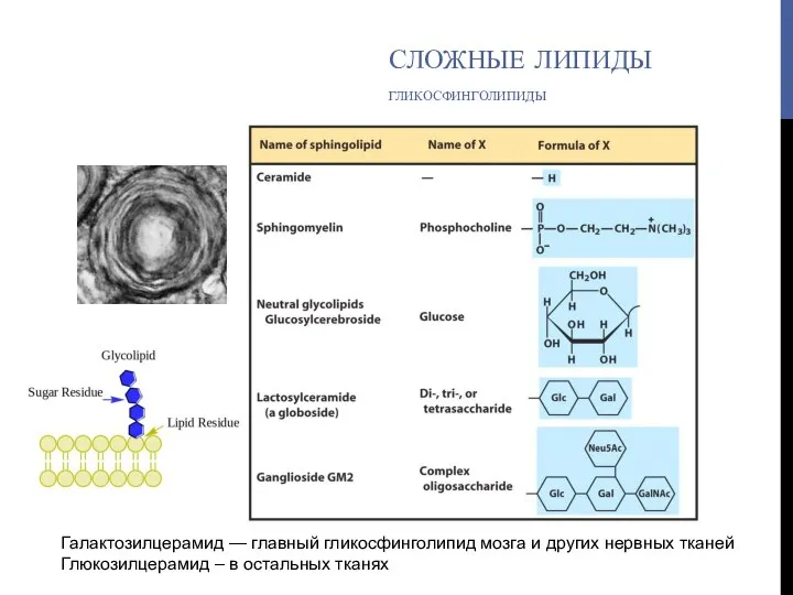 СЛОЖНЫЕ ЛИПИДЫ ГЛИКОСФИНГОЛИПИДЫ Галактозилцерамид — главный гликосфинголипид мозга и других нервных