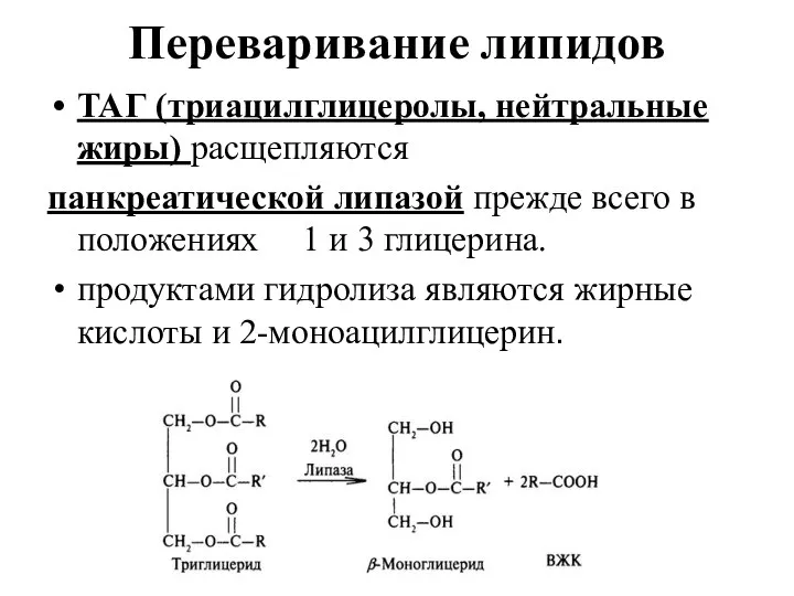 Переваривание липидов ТАГ (триацилглицеролы, нейтральные жиры) расщепляются панкреатической липазой прежде всего