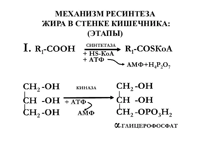 МЕХАНИЗМ РЕСИНТЕЗА ЖИРА В СТЕНКЕ КИШЕЧНИКА: (ЭТАПЫ)