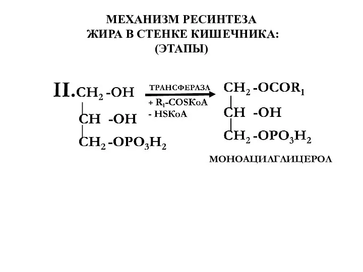 МЕХАНИЗМ РЕСИНТЕЗА ЖИРА В СТЕНКЕ КИШЕЧНИКА: (ЭТАПЫ) МОНОАЦИЛГЛИЦЕРОЛ