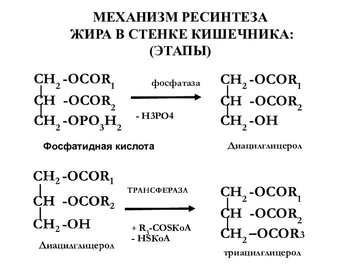 МЕХАНИЗМ РЕСИНТЕЗА ЖИРА В СТЕНКЕ КИШЕЧНИКА: (ЭТАПЫ) CН2 -ОСОR1 | CН