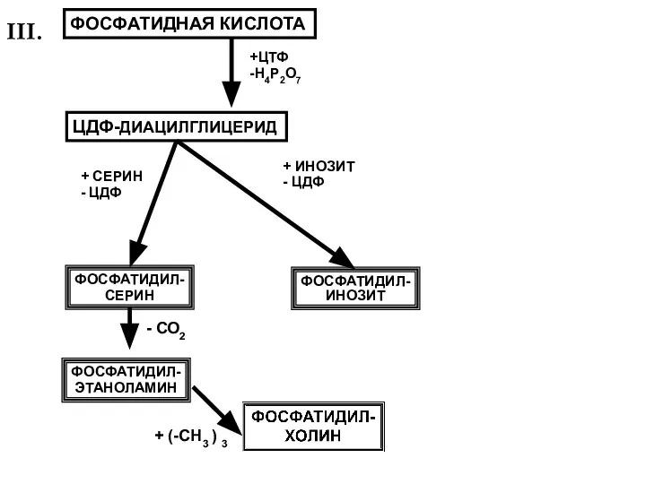 + ИНОЗИТ - ЦДФ ФОСФАТИДИЛ- СЕРИН ФОСФАТИДИЛ- ЭТАНОЛАМИН ФОСФАТИДИЛ- ИНОЗИТ +