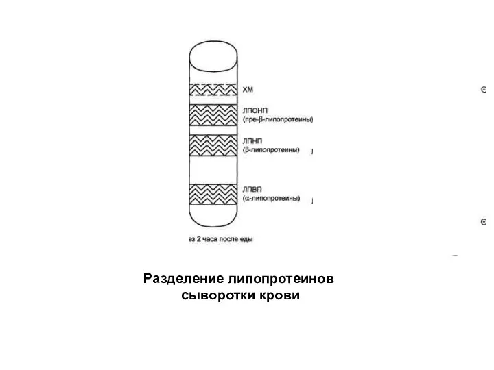 Разделение липопротеинов сыворотки крови