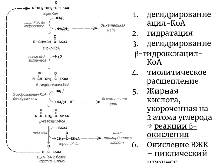 дегидрирование ацил-КоА гидратация дегидрирование β-гидроксиацил-КоА тиолитическое расщепление Жирная кислота, укороченная на