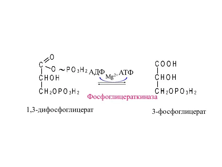 Фосфоглицераткиназа 1,3-дифосфоглицерат 3-фосфоглицерат АДФ АТФ Mg2+