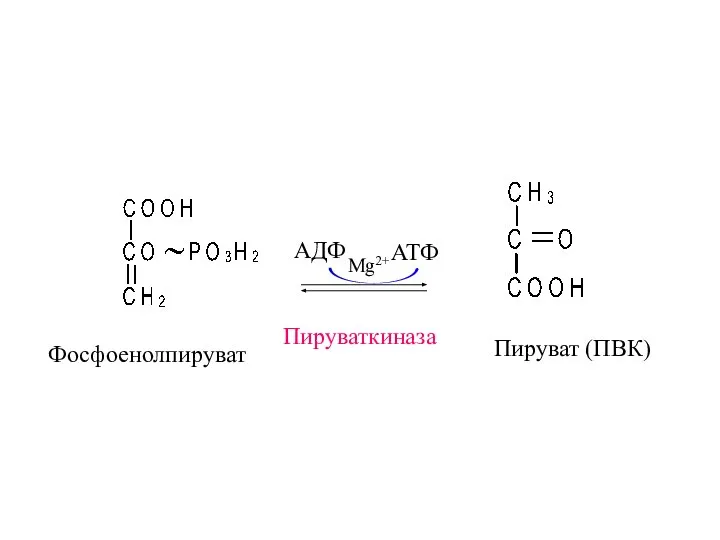 Фосфоенолпируват Пируваткиназа Пируват (ПВК) АДФ АТФ Mg2+