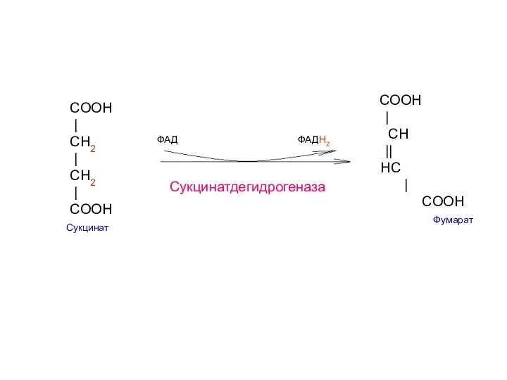 COOH | CH2 | СН2 | COOH Сукцинат COOH | CH