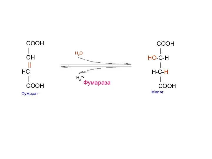 COOH | CH || HС | COOH Фумарат COOH | HO-C-H