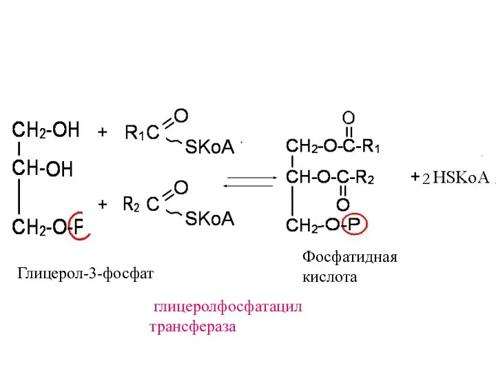 Глицерол-3-фосфат глицеролфосфатацил трансфераза 2 Фосфатидная кислота