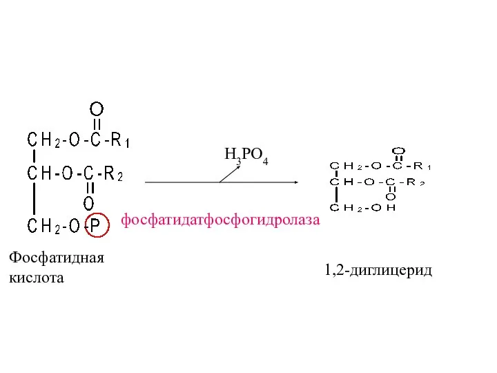 Фосфатидная кислота фосфатидатфосфогидролаза H3PO4 1,2-диглицерид