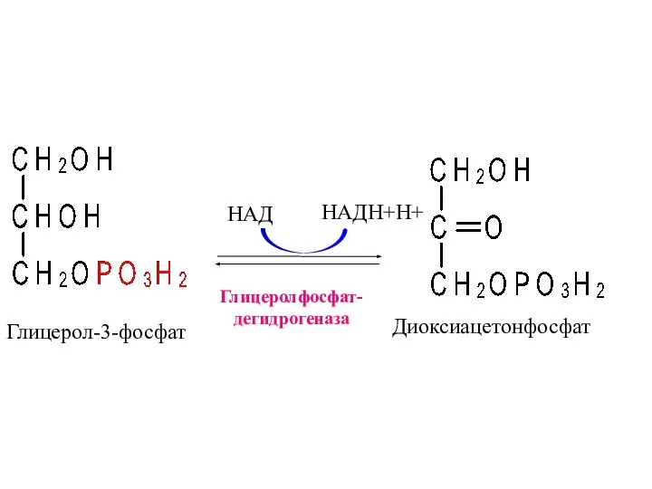 Глицеролфосфат- дегидрогеназа НАД НАДН+Н+ Глицерол-3-фосфат Диоксиацетонфосфат