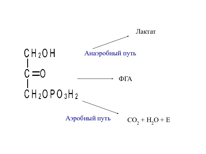 CO2 + H2O + E Лактат Анаэробный путь Аэробный путь ФГА