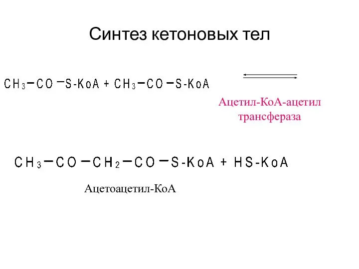 Синтез кетоновых тел Ацетил-КоА-ацетил трансфераза Ацетоацетил-КоА