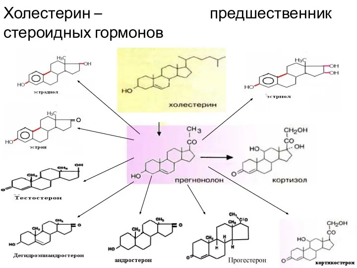 Холестерин – предшественник стероидных гормонов