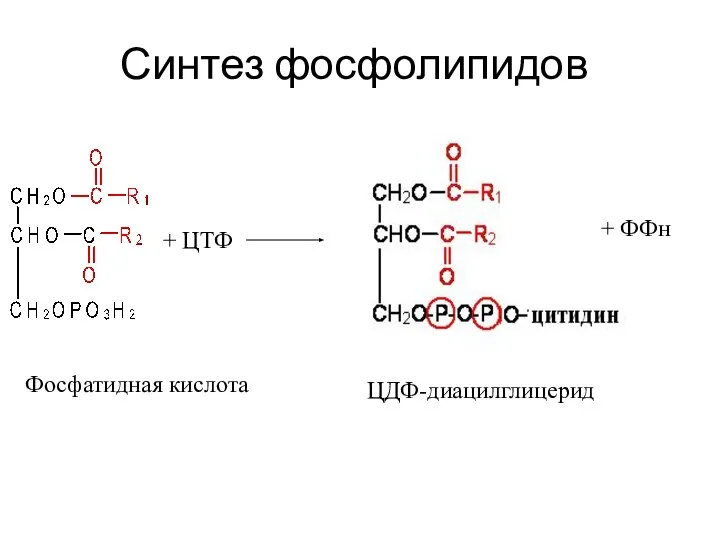 Синтез фосфолипидов + ЦТФ Фосфатидная кислота ЦДФ-диацилглицерид + ФФн