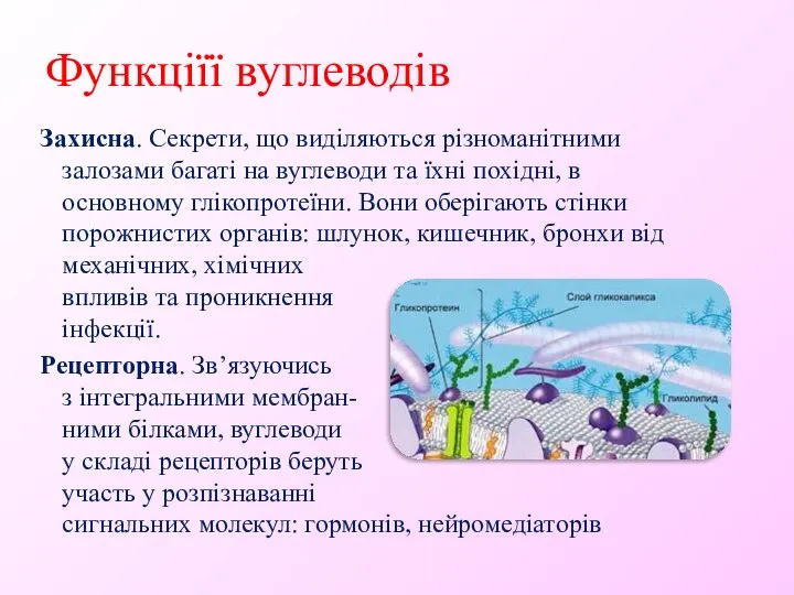 Функціїї вуглеводів Захисна. Секрети, що виділяються різноманітними залозами багаті на вуглеводи