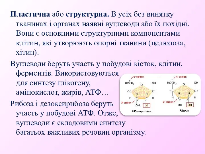 Пластична або структурна. В усіх без винятку тканинах і органах наявні