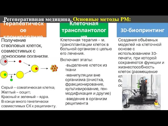 Регенеративная медицина. Основные методы РМ: Терапевтическое клонирование Клеточная трансплантология 3D-биопринтинг Получение