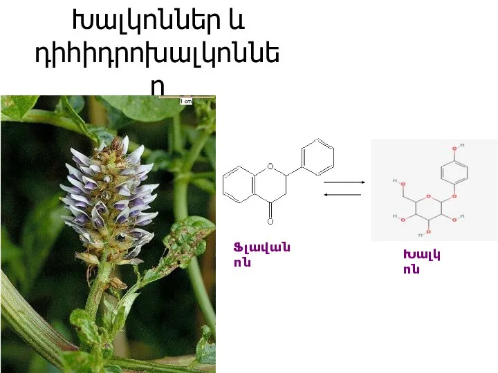 Խալկոններ և դիհիդրոխալկոններ Ֆլավանոն Խալկոն