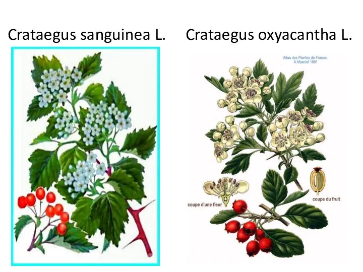 Crataegus sanguinea L. Crataegus oxyacantha L.