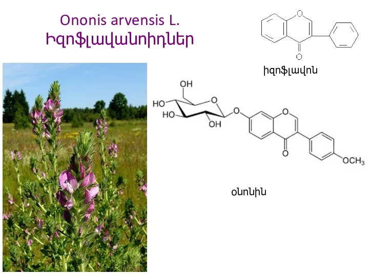 Ononis arvensis L. Իզոֆլավանոիդներ օնոնին իզոֆլավոն